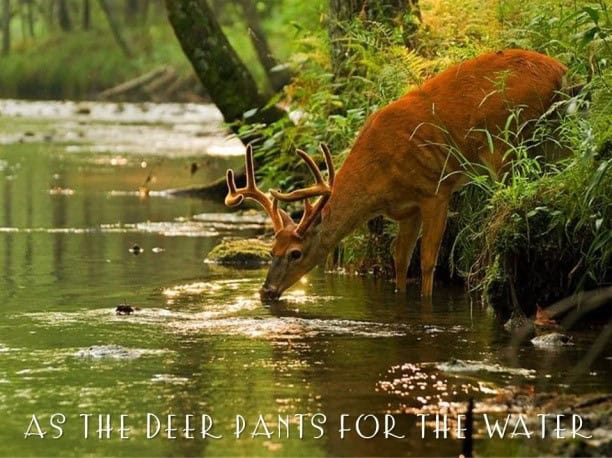 As-the-Deer-Pants-for-the-Water