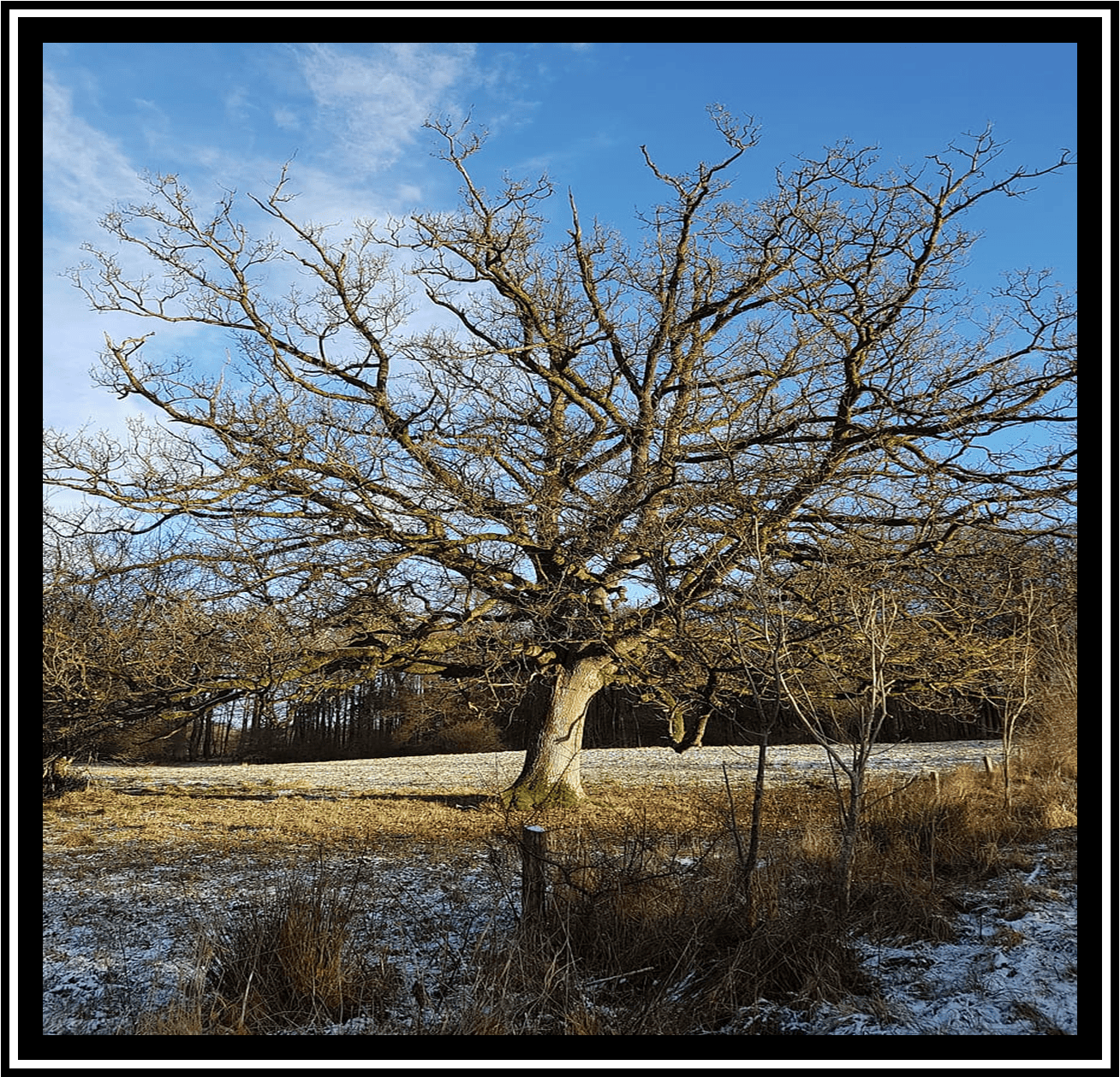 Bare-tree Bare-tree