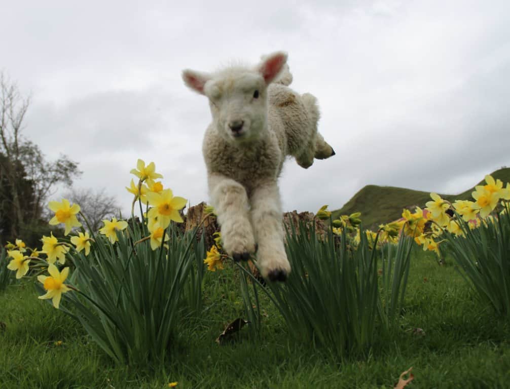 Lamb-jumping-daffodils Lamb-jumping-daffodils