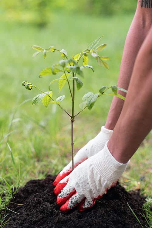 Tree-planting Tree-planting