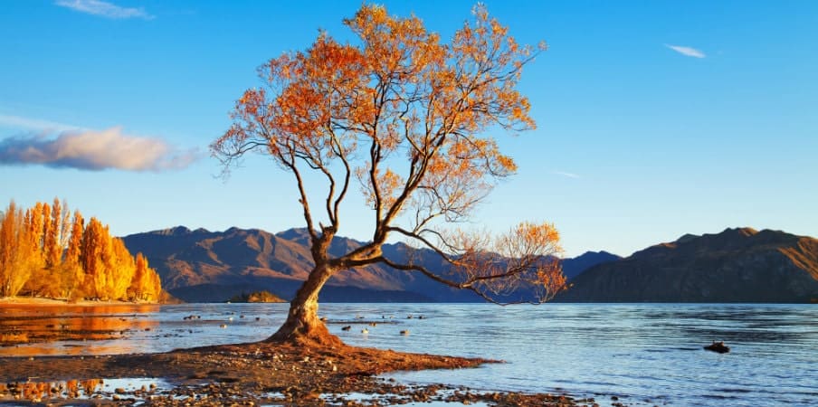 autumn-landscape-lake-wanaka-dp-min
