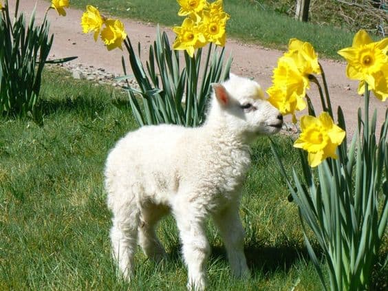 lamb lamb