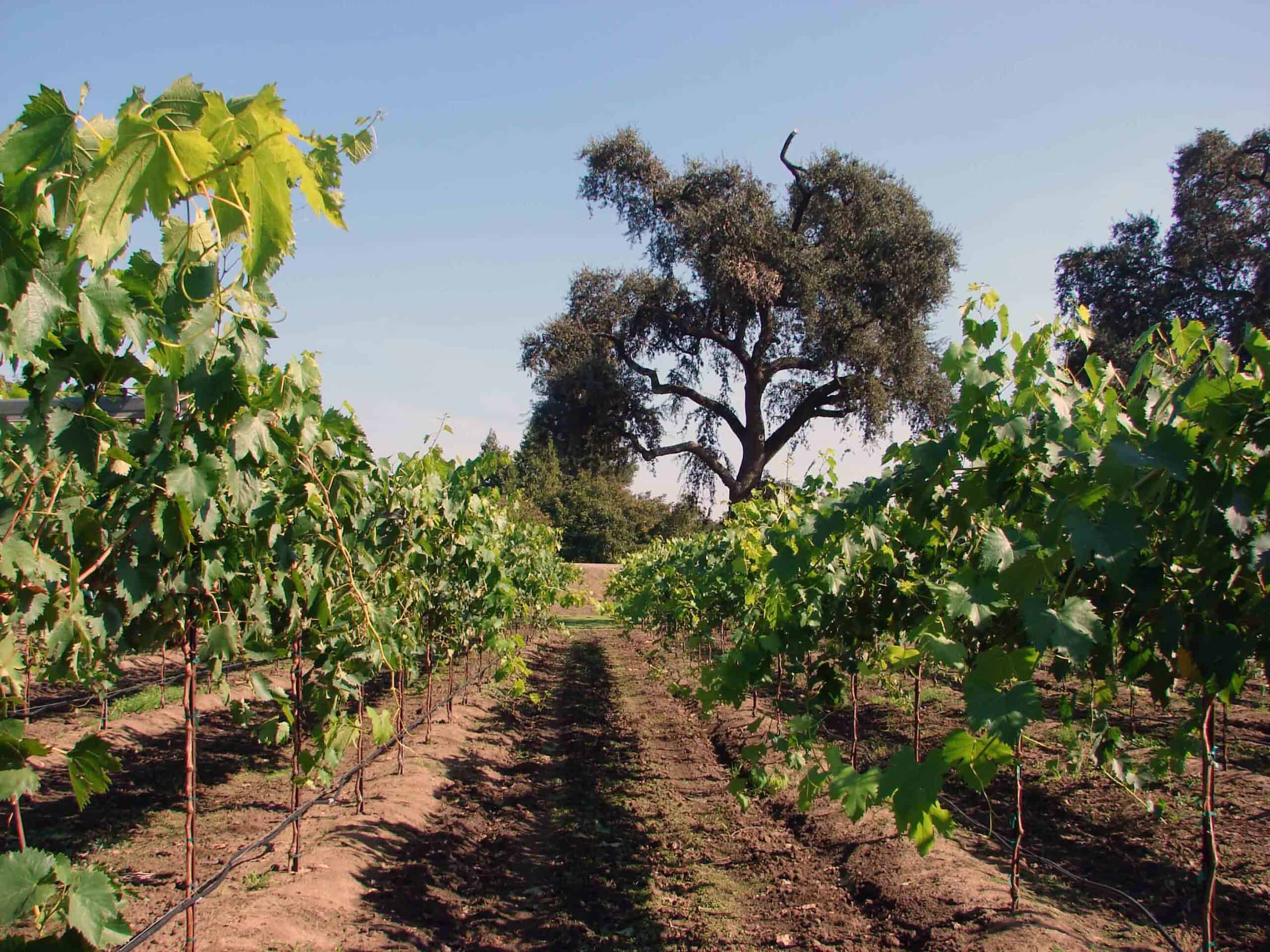 tend-the-vines